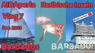 Vlog 7  AIDAperla  Barbados  Katamaranfahrt Karibische Inseln Dez 2023  Reisefilm Reiseblog [upl. by Ynatirb]