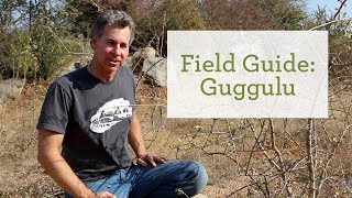 Guggulu Guggul Benefits  Sustainable Farm Project Rajasthan India [upl. by Cirederf]