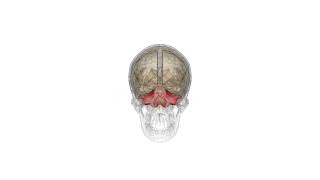 How does the cerebellum compute proprioceptive information probably not like this [upl. by Philander]