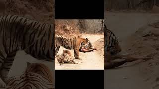 two tiger fighting for their meal tiger tigerfight junglesafari wildlife tigersafari [upl. by Harms]