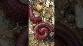 Millipede SECRETS You Wont Believe 11 [upl. by Haelem543]