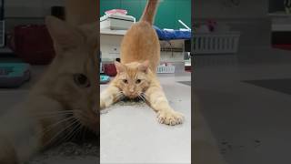 Cats vs catnip 🥰🥰funny catlover funnycat cat [upl. by Etta]