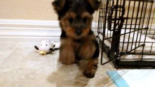 New Yorkshire Terrier Puppy 9 Weeks [upl. by Neehcas673]