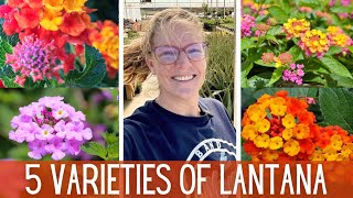 5 New Varieties of LANTANA 🌻  Summer Color In The Garden  Heat Loving Flowers [upl. by Ahsenyt]