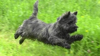 Керн терьер на прогулке Cairn Terrier on a walk [upl. by Botnick]