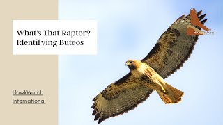 Whats that Raptor Identifying Buteos [upl. by Masson]