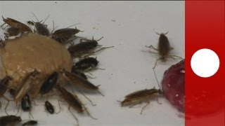 Cockroaches set for bitter end  science [upl. by Sirapal]