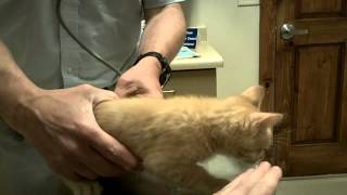 2nd Vet Visit for Helios the Cute Ginger Kitten [upl. by Bokaj116]