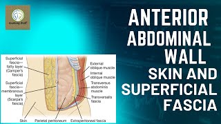 Skin and Superficial Fascia of Anterior Abdominal wall [upl. by Rhona530]