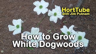 How to grow White Dogwoods  Cornus florida  White Flowering Native to the Eastern US [upl. by Kendell941]