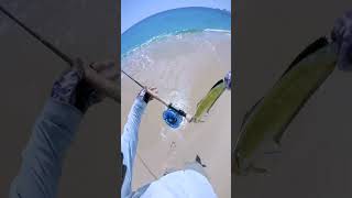 Landing a Dorado from the Beach Fly fishing Baja santisportfishing [upl. by Ssew870]