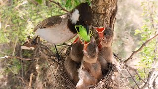 WhiteEar bulbul feeding babies in solo and huge caterpillar BirdPlusAnimals [upl. by Aernda]