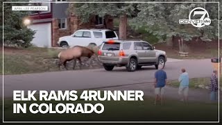 Video Elk charges at rams SUV in wild Colorado video [upl. by Perdita]