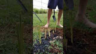 how to plant vetiver grass [upl. by Rebbecca250]