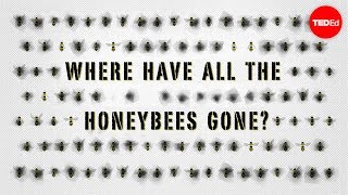 The case of the vanishing honeybees  Emma Bryce [upl. by Nylynnej]