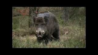 Boris the Wild Boar Veluwe [upl. by Kwan]