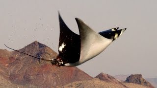 Mobula Rays belly flop to attract a mate  Shark Episode 2 Preview  BBC One [upl. by Venola]