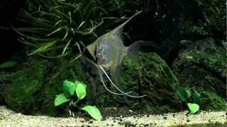 Pterophyllum Scalare Peru  Wild [upl. by Aklog687]