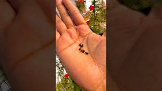 ଆପଣ ବି ଲଗାଇ ପାରିବେ ବିହନ seeds grow garden odia vine plant [upl. by Iain252]