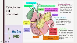 Anatomía y Fisiología del Sistema Digestivo parte 3 [upl. by Alden]