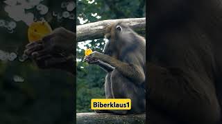 Affe mit LutscherZooanimalslutschertiere [upl. by Aria]