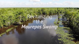 Revitalizing the Maurepas Swamp [upl. by Laeria565]