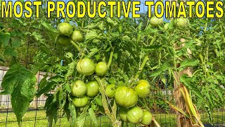 My MOST PRODUCTIVE TOMATO Varieties And 4 Varieties To Avoid [upl. by Oznole]