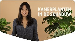 4 kamerplanten voor in het donker [upl. by Fokos185]