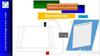 Video15 Electroforesis [upl. by Mcgraw406]