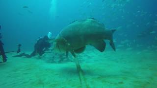 Grouper Bites Head Off Diver [upl. by Anos71]