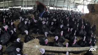 Turkey suffering exposed at free range farm [upl. by Arinaid]