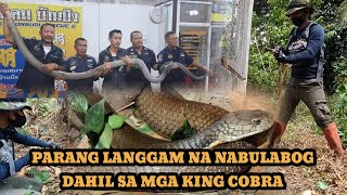 12FT AT 8FT NA KING COBRA BINULABOG ANG ISANG BRGY cobraprince tolcobra cobraking [upl. by Oruasi]