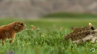 Brave Prairie Dog Confronts Snake  North America [upl. by Itsyrc]