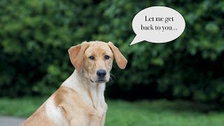 How to Deal With Misbehavior and Stubborn Dogs [upl. by Hgieloj]