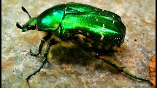 Cetonia Aurata  The Rose Chafer  eating exploring take off slow motion sleeping pooping [upl. by Akinad]