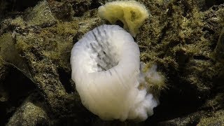 Northeast Pacific Seamounts Dellwood Seamount  Nautilus Live [upl. by Montgomery961]