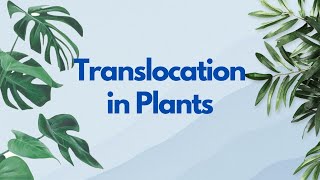 Grade12 Biology Translocation in Plants [upl. by Leeanne]