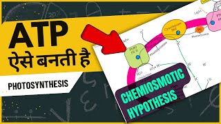 Chemiosmotic hypothesis ncert biology  Photosynthesis in higher plants class 11  ATP synthesis [upl. by Oilejor]