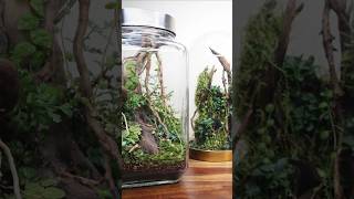 Scaped Nature Terrariums [upl. by Eekorehc764]