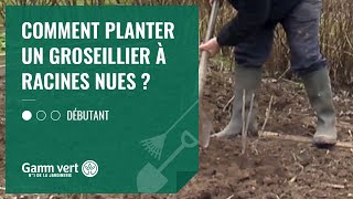 TUTO Comment planter un groseillier à racines nues   Jardinerie Gamm vert [upl. by Ecnal]