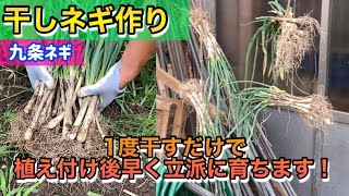 【干し葱苗作り・干し方】九条ネギ※干すことで植えつけ後、成長がとても早くなり大きな葱に育ちます！How to grow green onions [upl. by Pier]