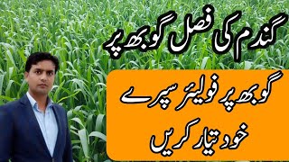 How to prepare Foliar spray for the booting stage of wheat  Please NPK AT HOME  Plant Clinics [upl. by Sims250]