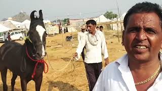 Marwari horse तूफान लाइन का तूफानी घोड़ा आया गुस्से में [upl. by Noswad]