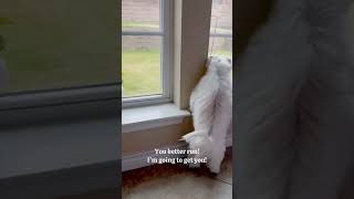 How To Deal with Tenants Not Paying 😂 maltese dogs dogsvideo funnydogs doglife doglifestyle [upl. by Marybella]