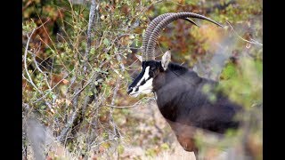 The Sable Antelope  Kruger National Park [upl. by Rutherfurd929]