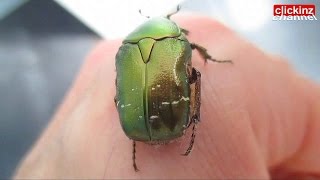 Escarabajo Verde Metalizado CETONIA CARTHAMI Cetonia Aurata Insecto Volador Coleóptero Green Beetle [upl. by Greenquist]