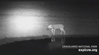 A lone male mule deer at at Bison Watering Hole  Grasslands National Park  exploreorg [upl. by Taffy244]