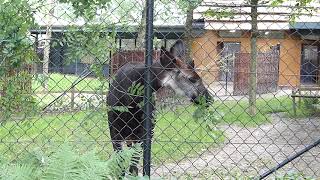 Vacker Okapi Okapi at Copenhagen Zoo Okapia johnstoni Zoologisk Have København [upl. by Housum]