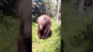 MASSIVE Alaskan Grizzly Bear charges Bowhunter traditionalarchery hunting bowhunting [upl. by Dusza]