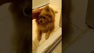 spitz pomeranian spitzdog kitten cute cat dog catlover [upl. by Arabele941]